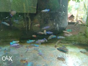 Female Betta Rs 10 per fish