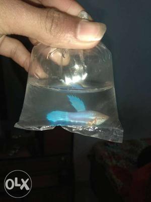 Female Blue Betta Fish