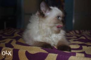 Female cat 1n5 months