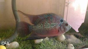 Female red colour flowerhorn fish