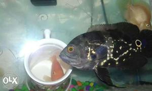 Female tigr oscar fish 5inch and 3inch albino oscar fish