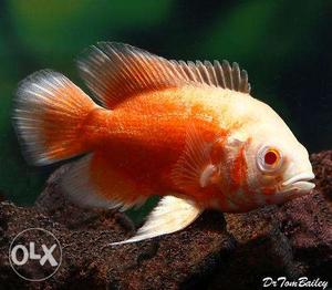 Fire oscar fish,4-5 inches, price negotiable