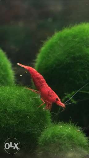 Fire red shrimp for sale