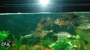 Firemouth cichlids 600 RS pair