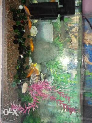 Fish aquarium with filter best condition call at