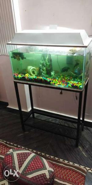 Fish aquarium with stand with fish complete