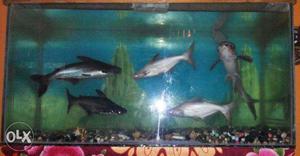 Fish tank for sale - Length 4 feet, height 2 feet and