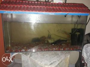 Fish tank in gud condition with stand and fish
