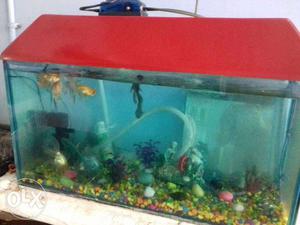 Fish tank to seel good condition with 7 fish.