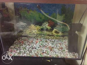 Fish tank with stones and filter and cover