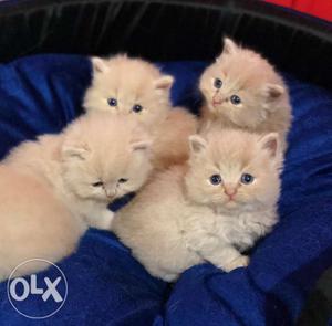 Five Persian Kittens Available For Sell