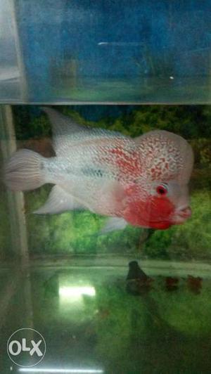 Flow ran fish with tank fish 6inch length 4 inch
