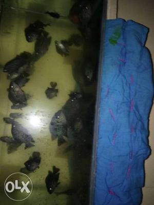 Flowerhorn babyies for sell per pice 40 rs active