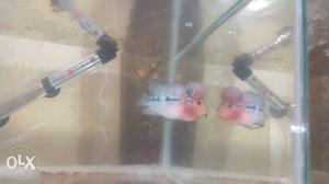 Flowerhorn fish + heater + oxygen machine + tank