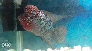 Flowerhorn fish with the fish tank and all other accessories