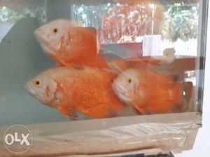 Four Orange Pet Fish