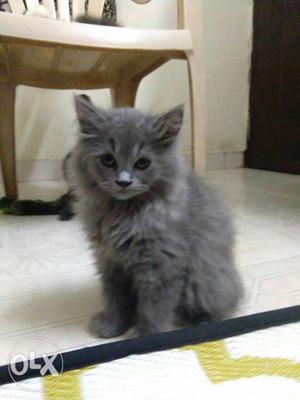Full grey Persian cat for sale