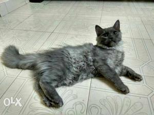 Full grey cute Persian cat for sale