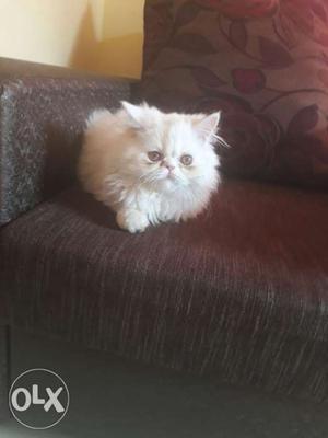 Full panchi male cat 4 month old, vaccination is done