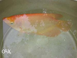 Giant gourami fish 8 inch