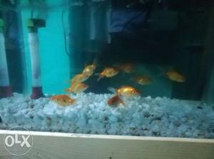 Gold Fish for sales original orange color fish