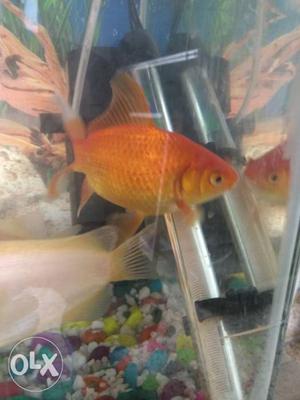 Gold fish big size male and female both