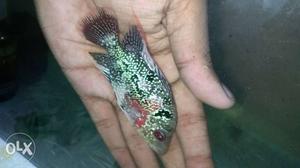 Golden base flowerhorn fish for sale with intense pearls