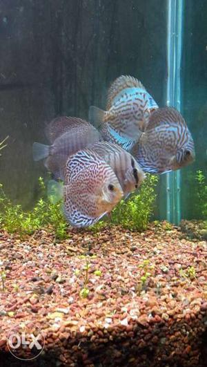 Good quality discus at wholesale price