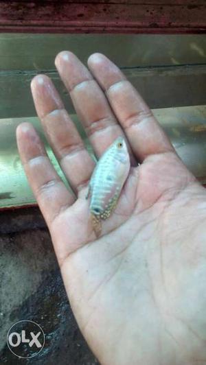 Gourami for sale at 15 rs each 30 pcs available