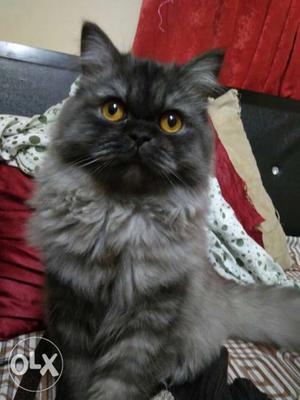 Gray And Black Long-fur Cat