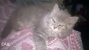 Gray Persian cat 2.5months old pure breed...