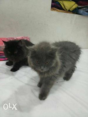 Gray n black persian cat both male n female available