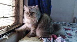 Grey Persian Cat