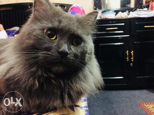 Grey Persian cat,1yr old,male,healthy!