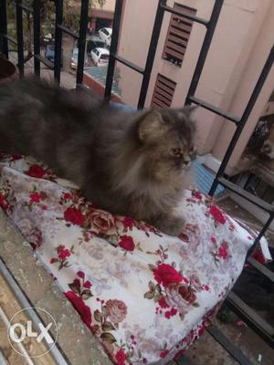Grey Persian female cat healthy and toilet train