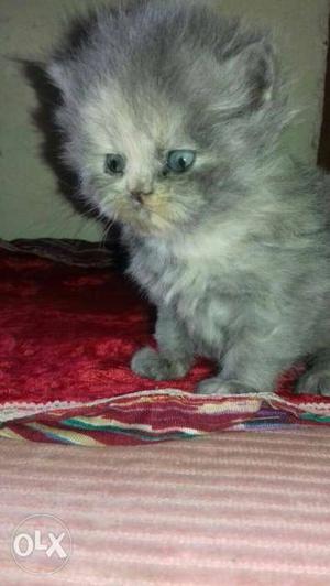 Grey colour persian cat female blue eyes