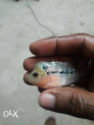 Head poped srd flowerhorn available those who can