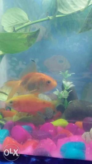 Helthi fish only 2 fish