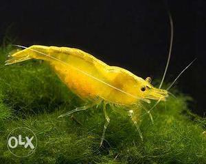 Hi friends my yellow shrimp for sale.Just Rs 100
