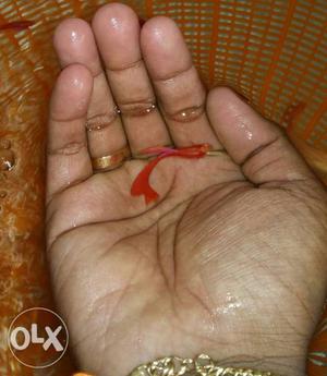 High breed Full Red guppy breeding pairs