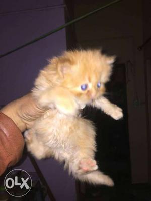 I am sell my kittan 40day old
