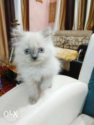 I want sale Siamese persian cat grayish 'blue