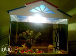 I want sell my fishtank with fish's and oxygen