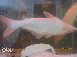 I want to sell or exchange my 1 young white shark.