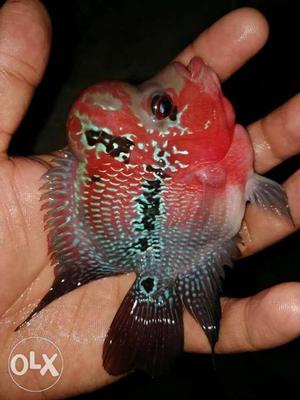 Imported Flowerhorn available