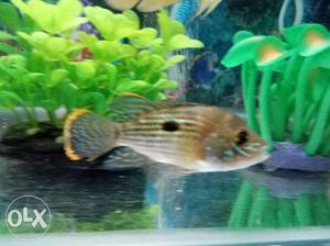Imported blue acara cichlid fish..