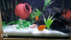 Imported fish tank all accessories n fish 2 big