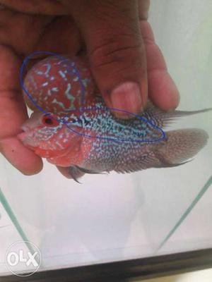 Imported flowerhorn at best price