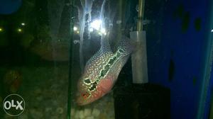 Imported flowerhorn with conform head starts from