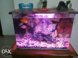 It's a 2ft aquarium and only 6 months old its